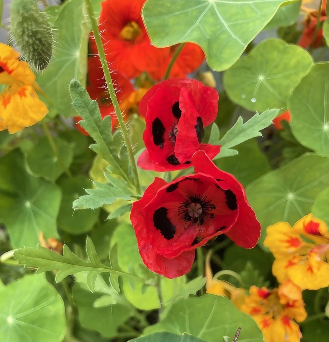 Poppy Ladybird Seeds - Dandys Landscape Supplies