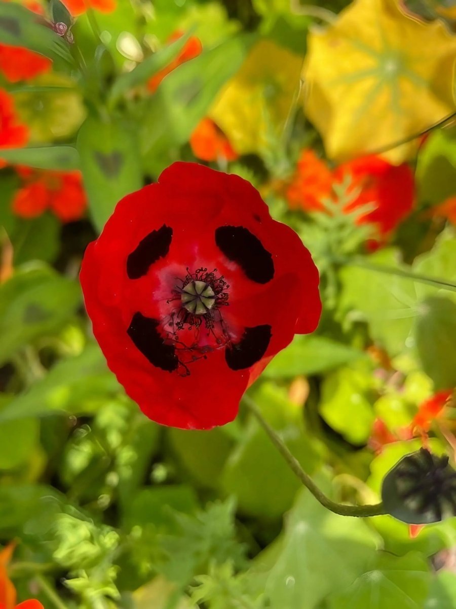 Poppy Ladybird Seeds - Dandys Landscape Supplies