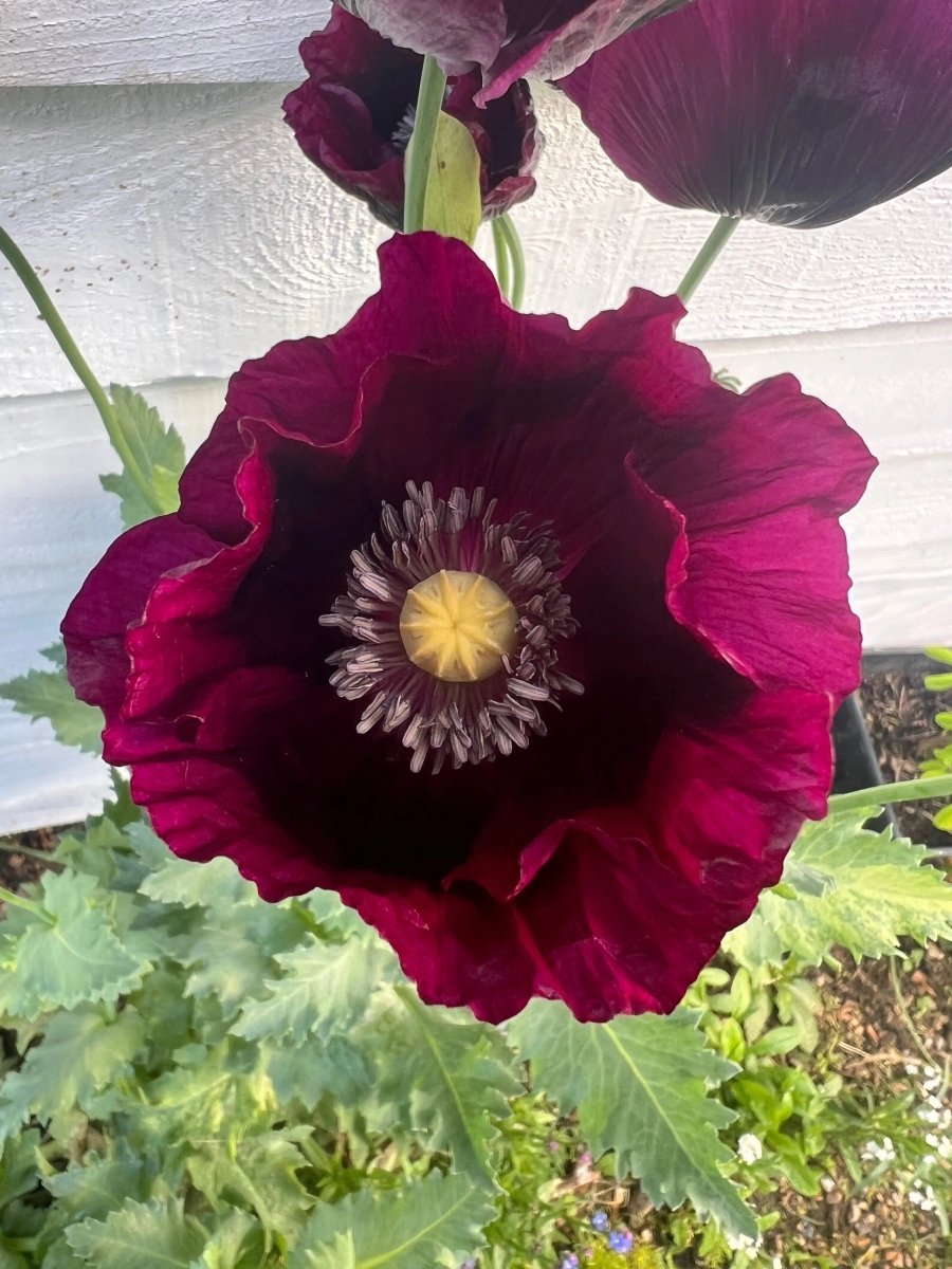 Poppy Laurens Grape Seeds - Dandys Landscape Supplies
