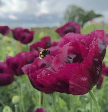 Poppy Laurens Grape Seeds - Dandys Landscape Supplies