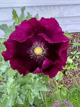 Poppy Laurens Grape Seeds - Dandys Landscape Supplies
