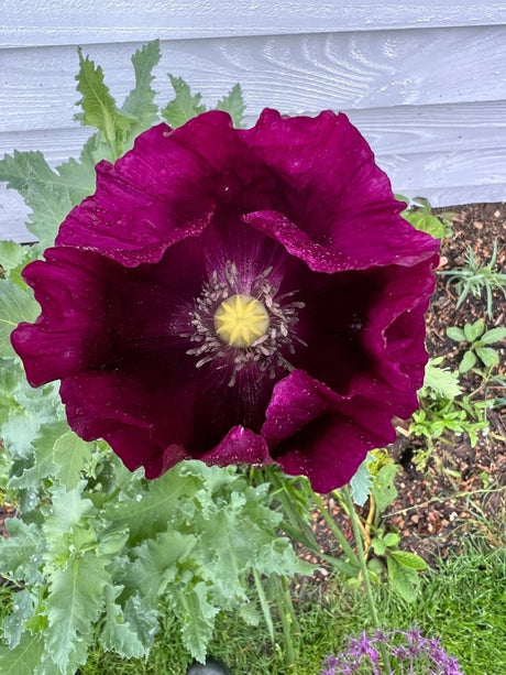 Poppy Laurens Grape Seeds - Dandys Landscape Supplies