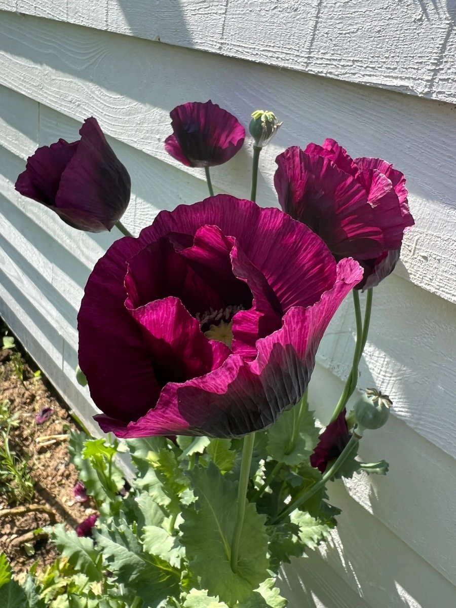 Poppy Laurens Grape Seeds - Dandys Landscape Supplies
