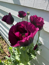 Poppy Laurens Grape Seeds - Dandys Landscape Supplies