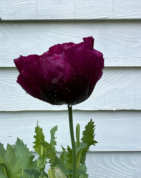 Poppy Laurens Grape Seeds - Dandys Landscape Supplies