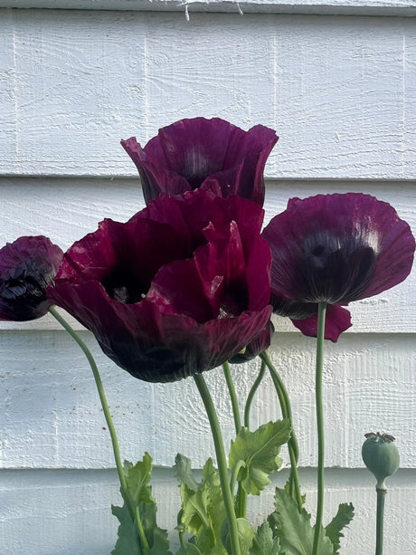 Poppy Laurens Grape Seeds - Dandys Landscape Supplies