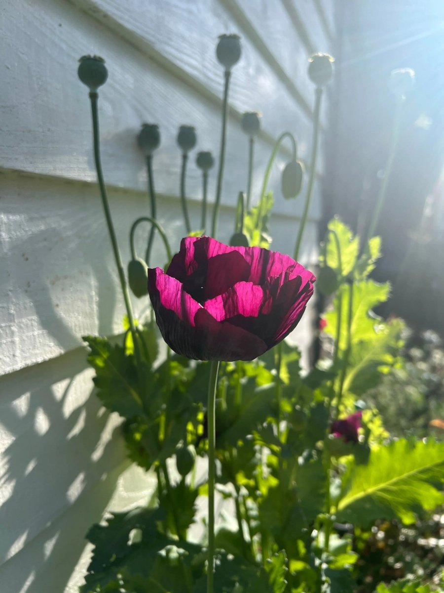 Poppy Laurens Grape Seeds - Dandys Landscape Supplies