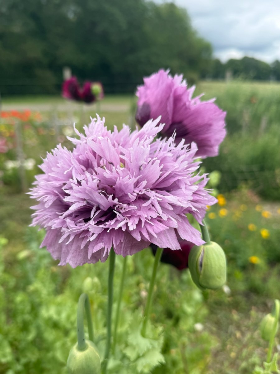 Poppy Lilac PomPom - Dandys Landscape Supplies