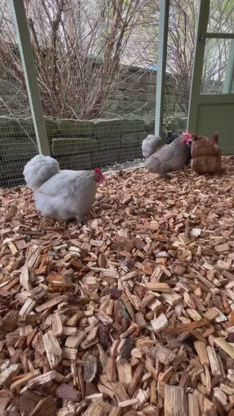 Dandy's Chicken Coops Chips.  Video by @WillowRoseCoggins