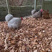 Dandy's Chicken Coops Chips.  Video by @WillowRoseCoggins