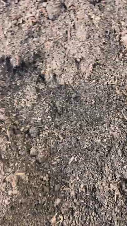 Dandy's Bordermix Topsoil 