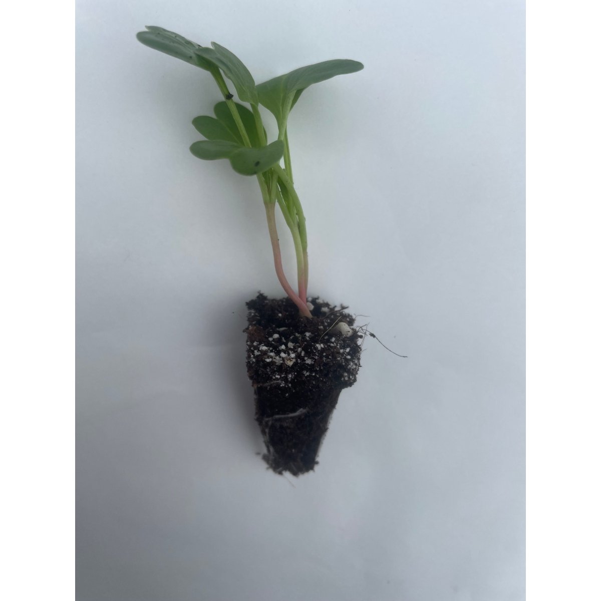 Radish Plug Plants - "Grow Your Own" Vegetables **Letterbox Friendly** - Dandys Landscape Supplies