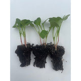 Radish Plug Plants - "Grow Your Own" Vegetables **Letterbox Friendly** - Dandys Landscape Supplies