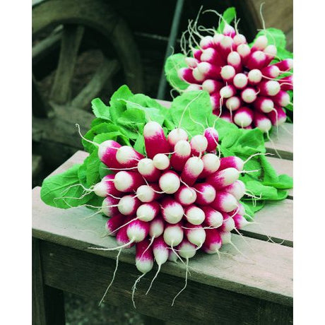 Radish Plug Plants - "Grow Your Own" Vegetables **Letterbox Friendly** - Dandys Landscape Supplies