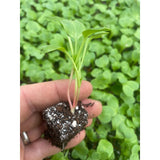 Radish Plug Plants - "Grow Your Own" Vegetables **Letterbox Friendly** - Dandys Landscape Supplies