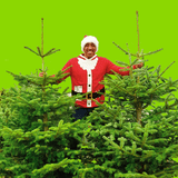 Dandy's Real Christmas Tree Collections