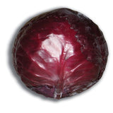 Red Cabbage Plug Plants - "Grow Your Own" Vegetables **Letterbox Friendly** - Dandys Landscape Supplies