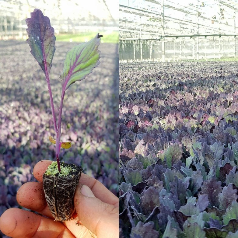 Red Cabbage Plug Plants - "Grow Your Own" Vegetables **Letterbox Friendly** - Dandys Landscape Supplies