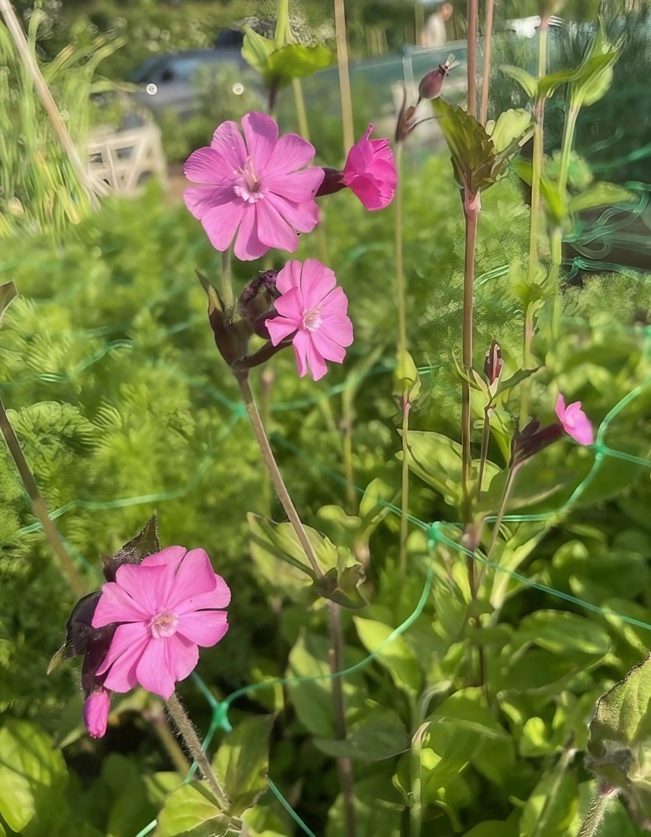 Red Campion - Dandys Landscape Supplies