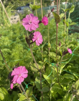 Red Campion - Dandys Landscape Supplies