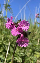 Red Campion - Dandys Landscape Supplies