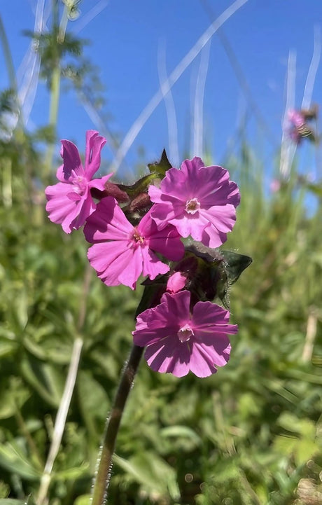 Red Campion - Dandys Landscape Supplies