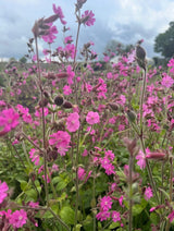 Red Campion - Dandys Landscape Supplies