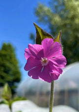 Red Campion - Dandys Landscape Supplies