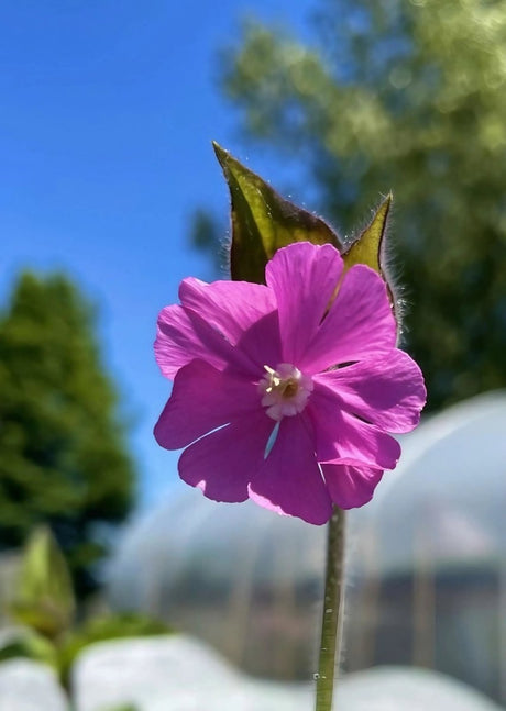 Red Campion - Dandys Landscape Supplies
