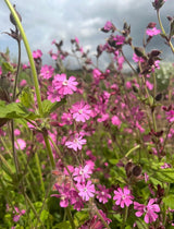 Red Campion - Dandys Landscape Supplies