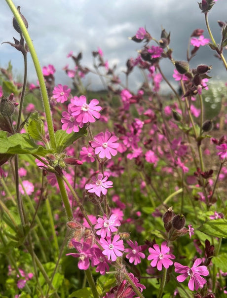 Red Campion - Dandys Landscape Supplies