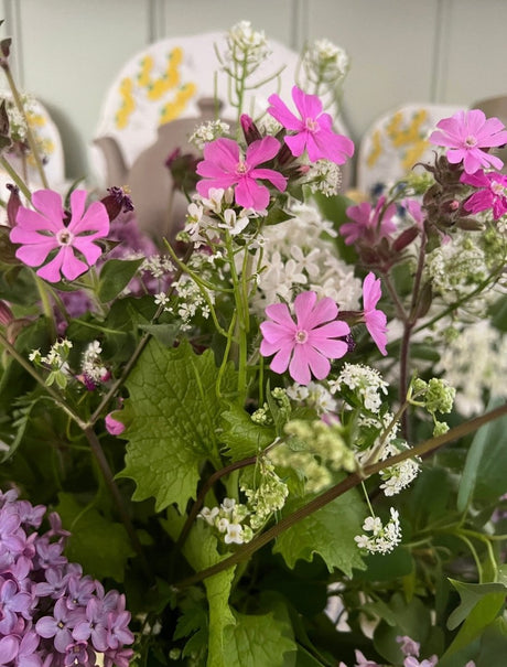 Red Campion - Dandys Landscape Supplies