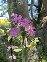 Red Campion - Dandys Landscape Supplies
