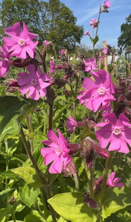 Red Campion - Dandys Landscape Supplies