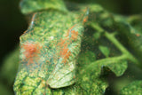 Red Spider Mite Killer (Phytoseiulus Persimilis) - Dandys Landscape Supplies