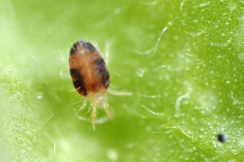 Red Spider Mite Killer (Phytoseiulus Persimilis) - Dandys Landscape Supplies
