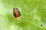 Red Spider Mite Killer (Phytoseiulus Persimilis) - Dandys Landscape Supplies