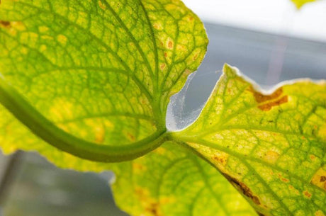 Red Spider Mite Killer (Phytoseiulus Persimilis) - Dandys Landscape Supplies
