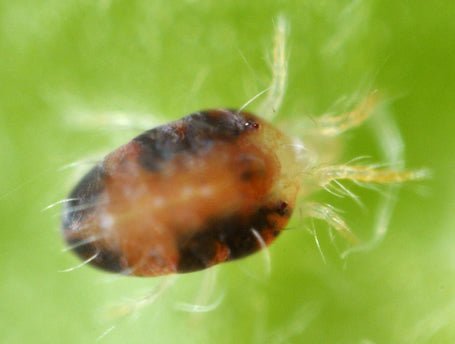 Red Spider Mite Killer (Phytoseiulus Persimilis) - Dandys Landscape Supplies
