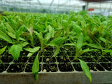 Red Tomato Plug Plants "Grow Your Own" Fruit 'Ready to Plant Now' Young Vegetable Plants **Letterbox Friendly** - Dandys Landscape Supplies