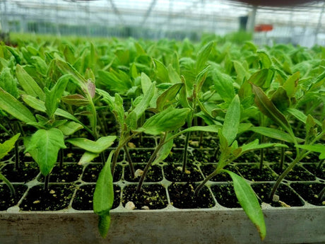 Red Tomato Plug Plants "Grow Your Own" Fruit 'Ready to Plant Now' Young Vegetable Plants **Letterbox Friendly** - Dandys Landscape Supplies