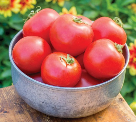 Red Tomato Plug Plants "Grow Your Own" Fruit 'Ready to Plant Now' Young Vegetable Plants **Letterbox Friendly** - Dandys Landscape Supplies