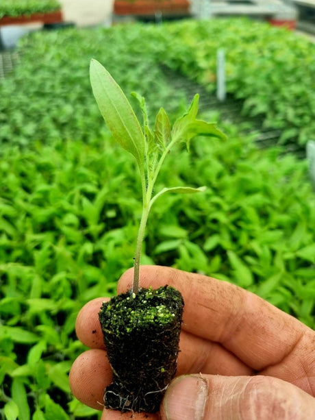 Red Tomato Plug Plants "Grow Your Own" Fruit 'Ready to Plant Now' Young Vegetable Plants **Letterbox Friendly** - Dandys Landscape Supplies