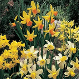 Rockery Mixed Narcissus - 10 Bulbs - Dandys Landscape Supplies