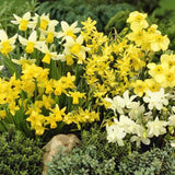 Rockery Mixed Narcissus - 10 Bulbs - Dandys Landscape Supplies