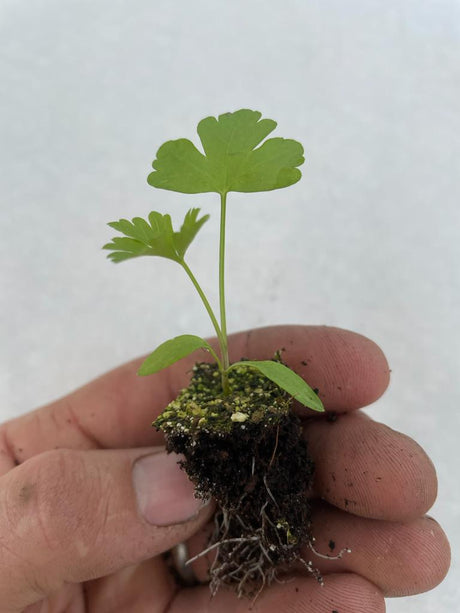 Rocket Salad Plug Plants "Grow Your Own" Salads **Letterbox Friendly** - Dandys Landscape Supplies