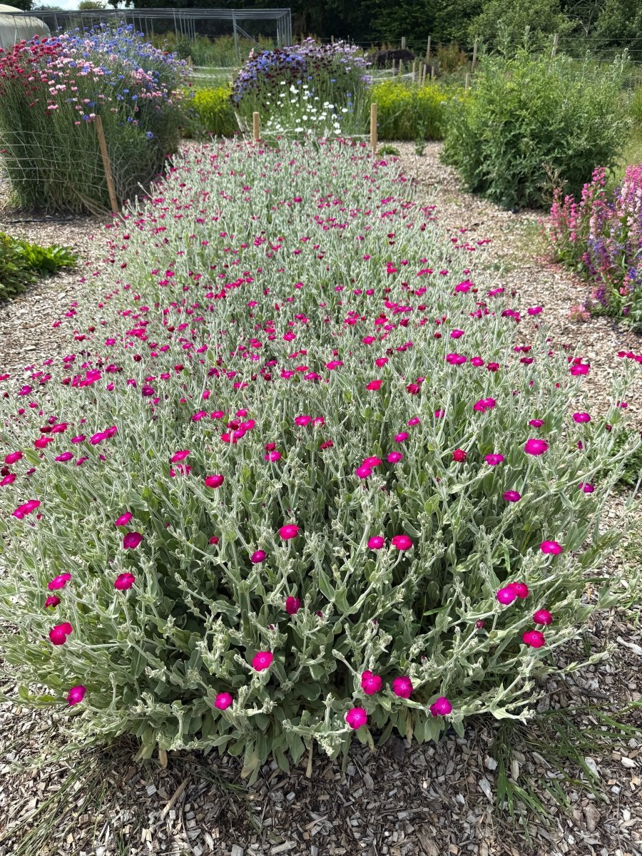 Rose Campion - Dandys Landscape Supplies