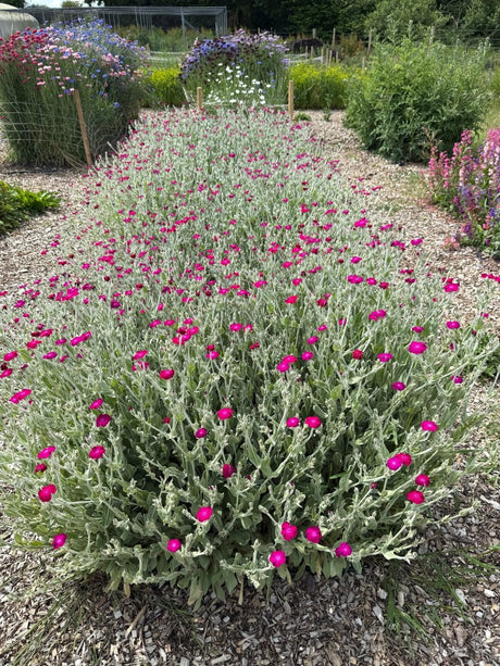 Rose Campion Seeds - Dandys Landscape Supplies
