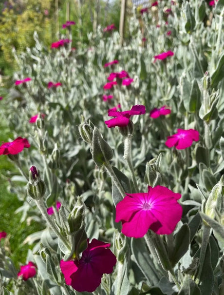 Rose Campion Seeds - Dandys Landscape Supplies
