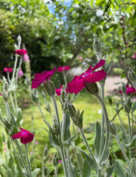 Rose Campion Seeds - Dandys Landscape Supplies
